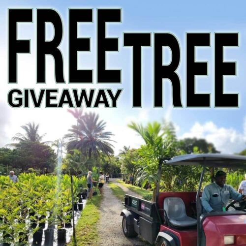 Free Tree Giveaway 2025