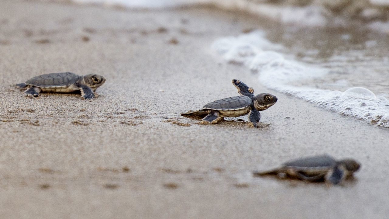 190705142851 baby sea turtles 2