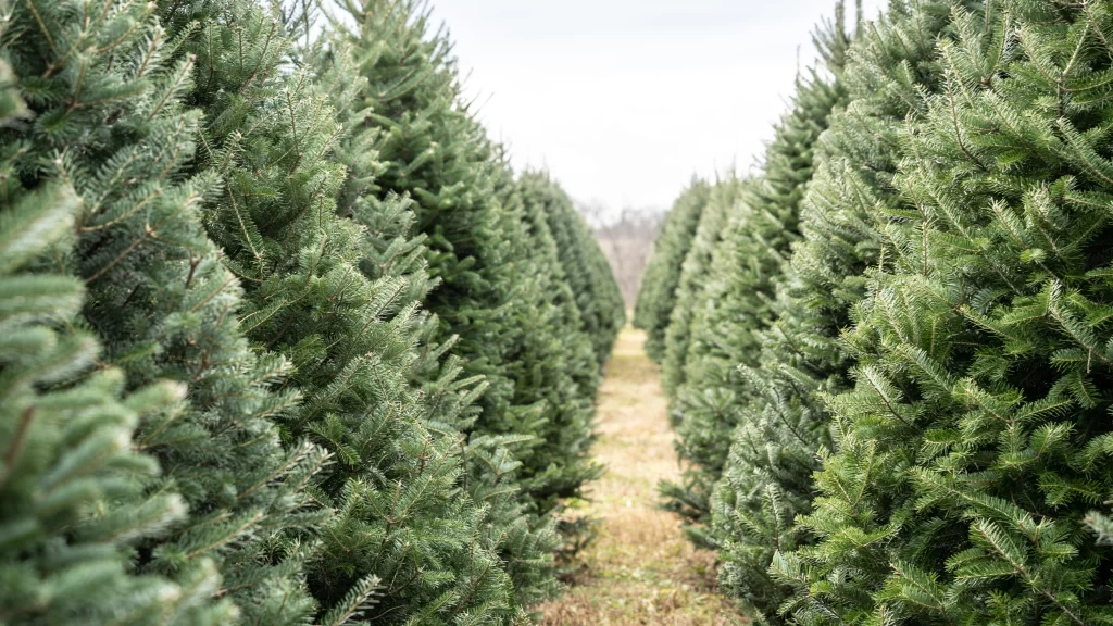 Haynies Green Acres Christmas Tree Farm 1024x576