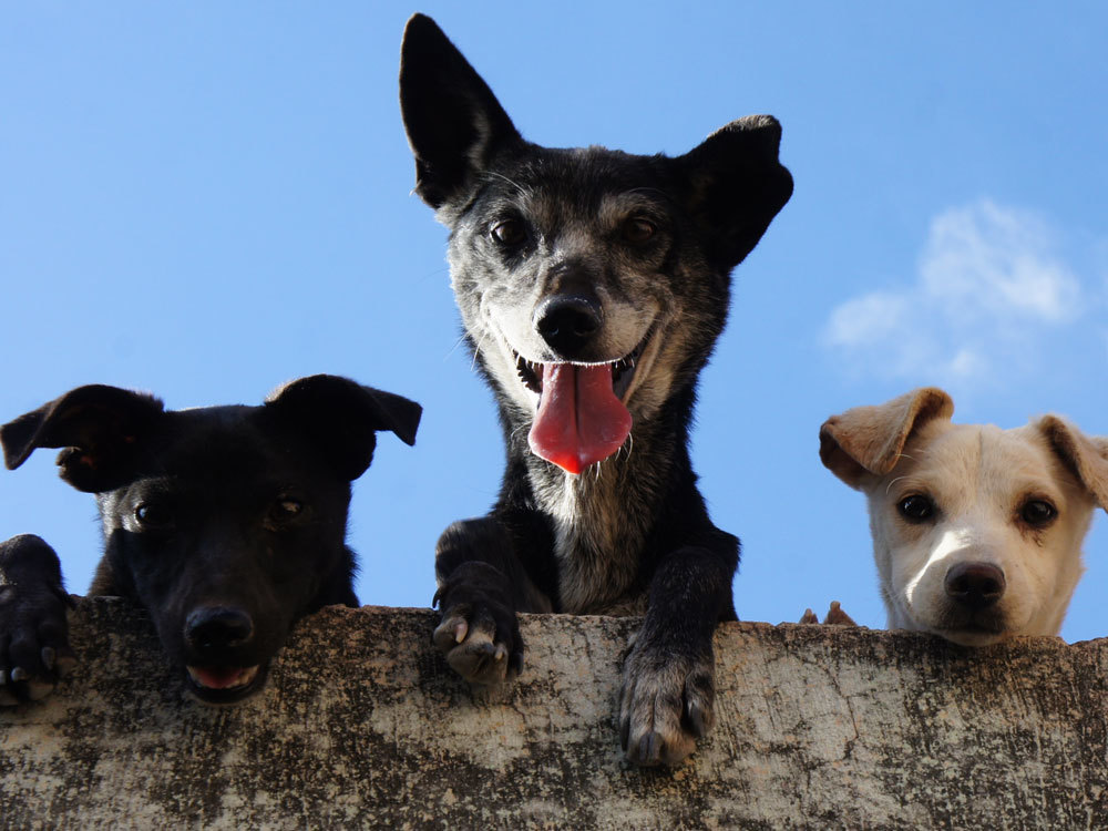 Photo of dogs