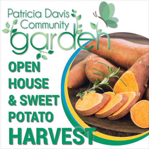 Open House & Sweet Potato Harvest