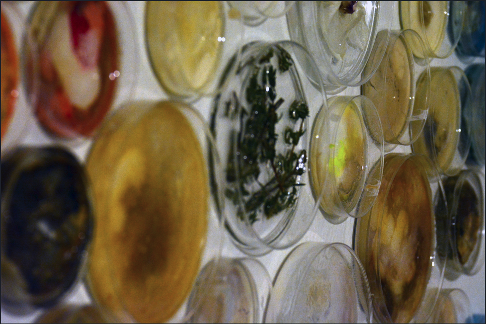 Lineage art image gallery